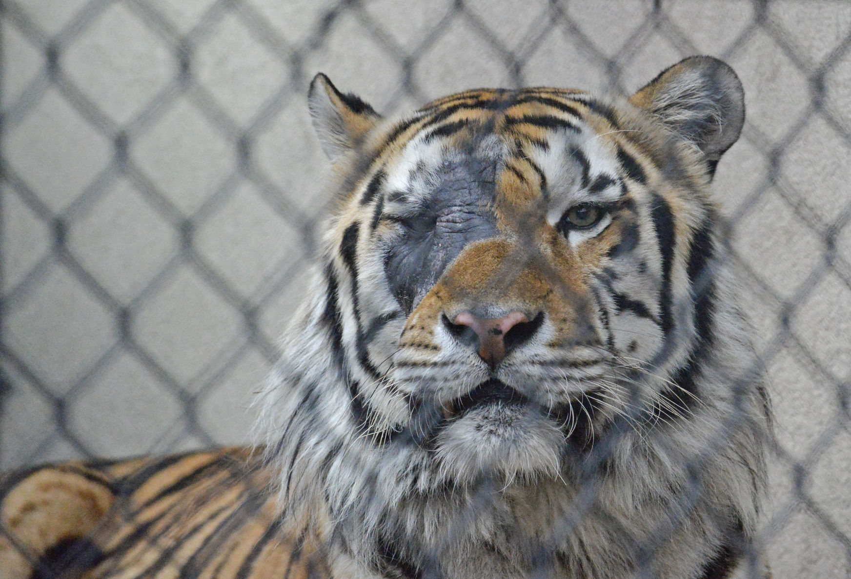 MikeTiger.adv HS 096.JPG